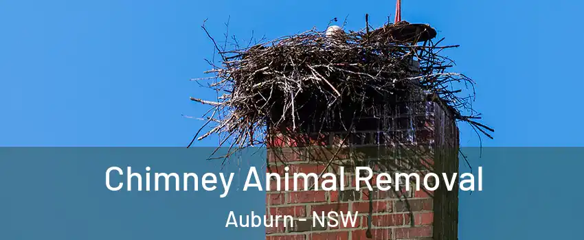 Chimney Animal Removal Auburn - NSW