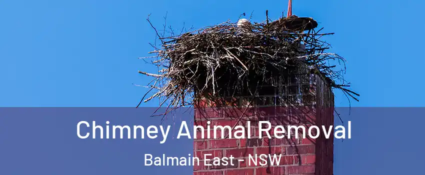 Chimney Animal Removal Balmain East - NSW