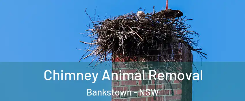 Chimney Animal Removal Bankstown - NSW