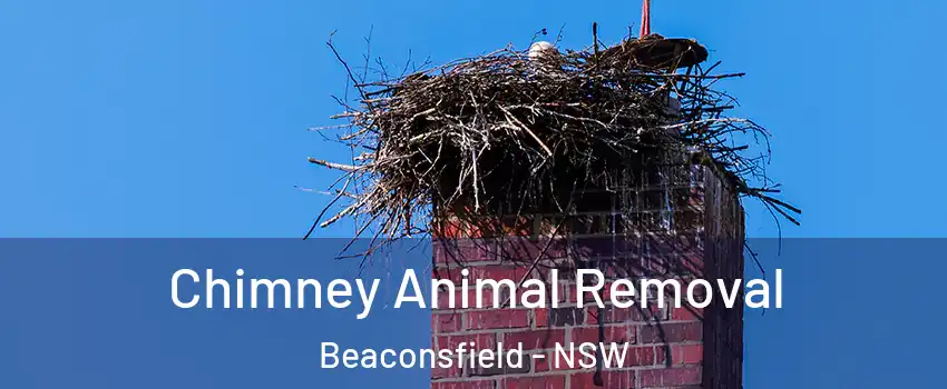 Chimney Animal Removal Beaconsfield - NSW