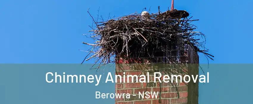 Chimney Animal Removal Berowra - NSW