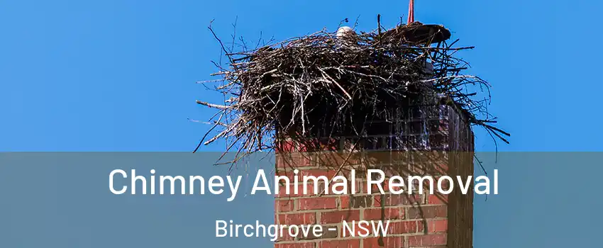 Chimney Animal Removal Birchgrove - NSW