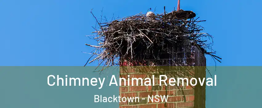 Chimney Animal Removal Blacktown - NSW