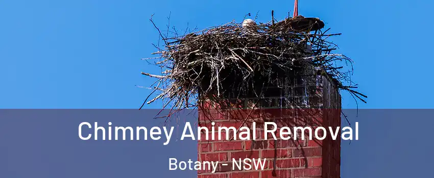 Chimney Animal Removal Botany - NSW