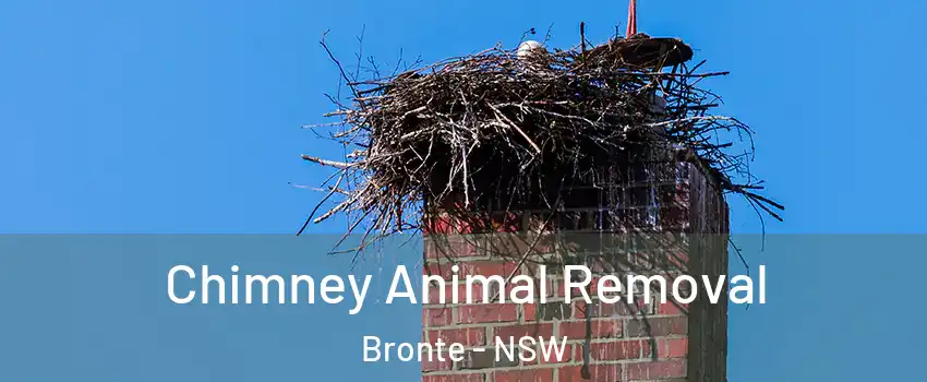 Chimney Animal Removal Bronte - NSW