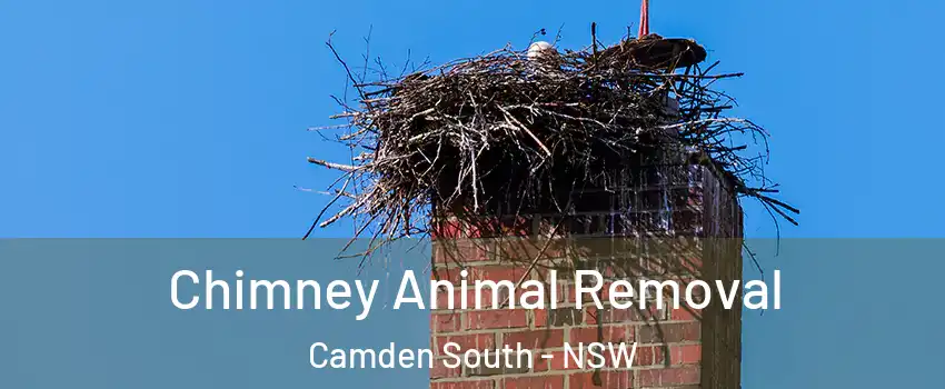 Chimney Animal Removal Camden South - NSW