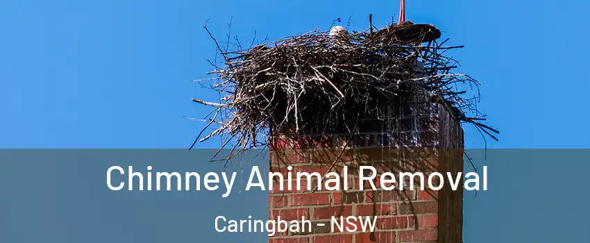 Chimney Animal Removal Caringbah - NSW