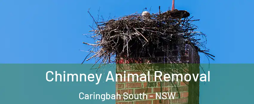 Chimney Animal Removal Caringbah South - NSW