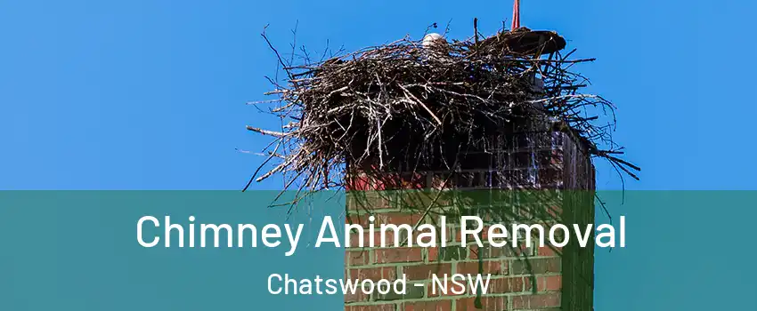 Chimney Animal Removal Chatswood - NSW