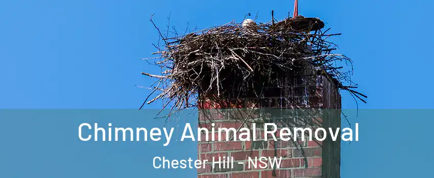 Chimney Animal Removal Chester Hill - NSW