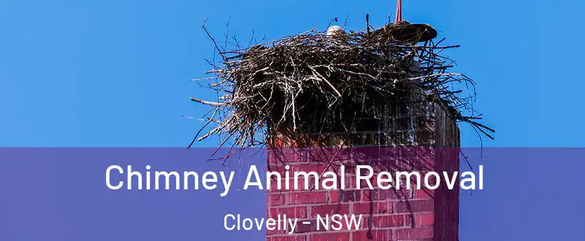 Chimney Animal Removal Clovelly - NSW