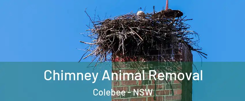 Chimney Animal Removal Colebee - NSW