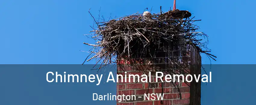 Chimney Animal Removal Darlington - NSW