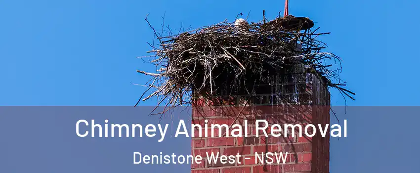 Chimney Animal Removal Denistone West - NSW