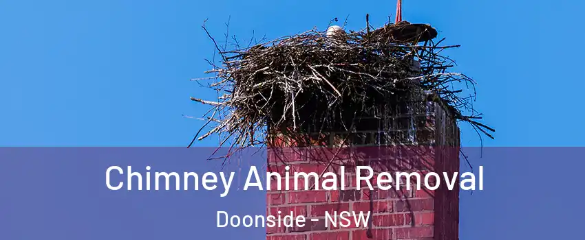 Chimney Animal Removal Doonside - NSW
