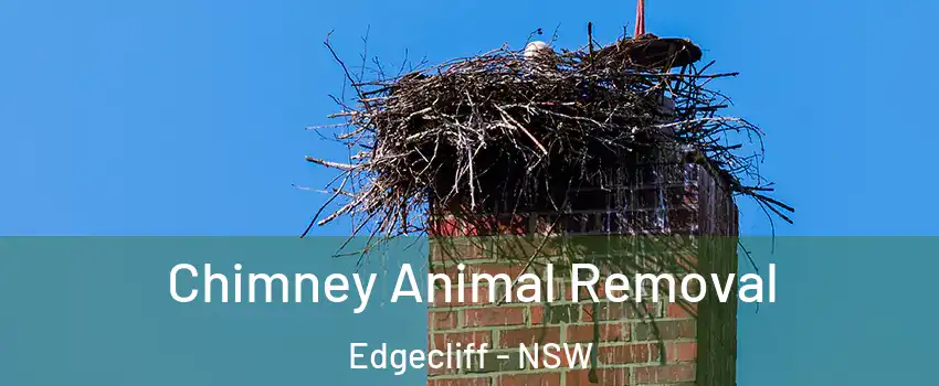 Chimney Animal Removal Edgecliff - NSW