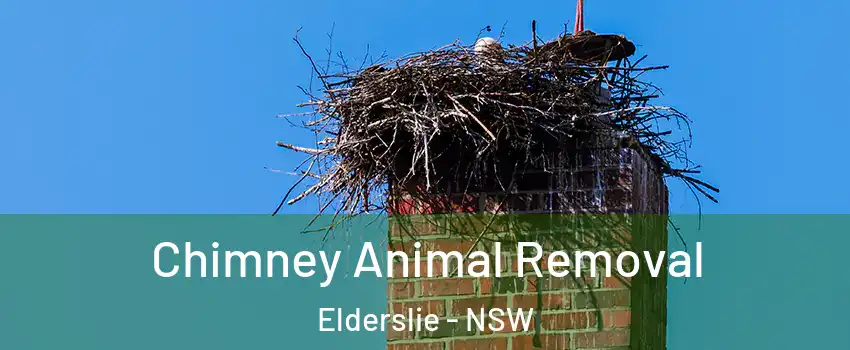 Chimney Animal Removal Elderslie - NSW