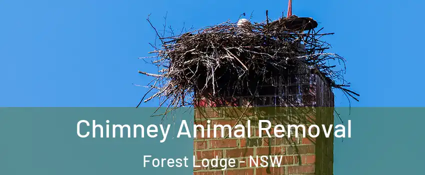 Chimney Animal Removal Forest Lodge - NSW