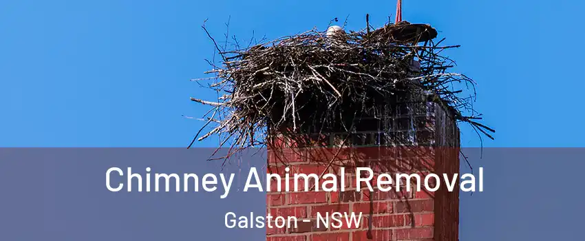 Chimney Animal Removal Galston - NSW