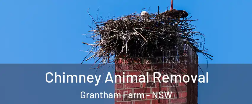 Chimney Animal Removal Grantham Farm - NSW