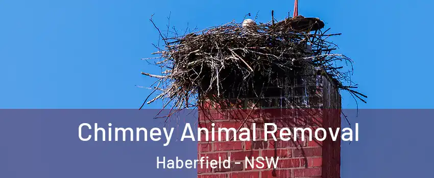 Chimney Animal Removal Haberfield - NSW