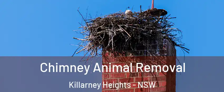 Chimney Animal Removal Killarney Heights - NSW