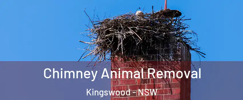 Chimney Animal Removal Kingswood - NSW
