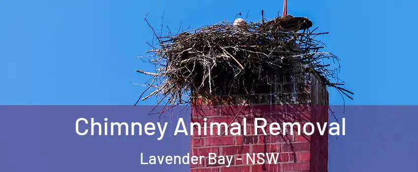 Chimney Animal Removal Lavender Bay - NSW