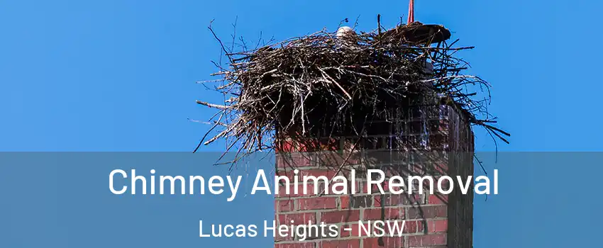 Chimney Animal Removal Lucas Heights - NSW