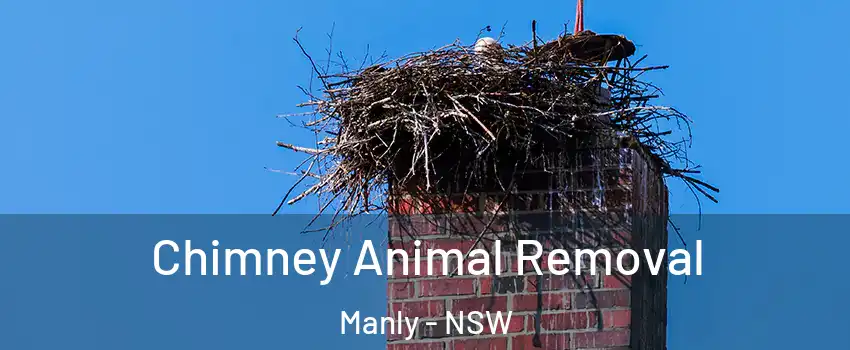 Chimney Animal Removal Manly - NSW