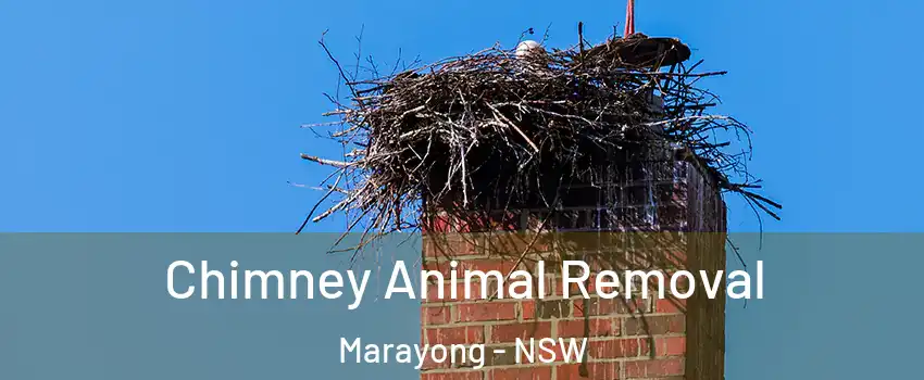 Chimney Animal Removal Marayong - NSW