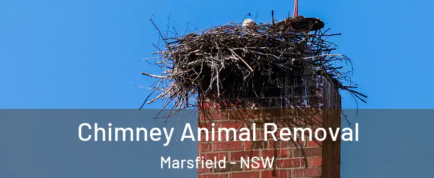 Chimney Animal Removal Marsfield - NSW