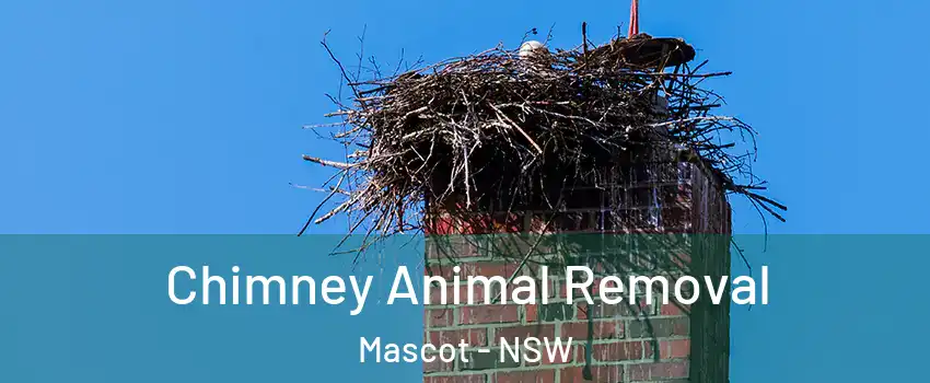 Chimney Animal Removal Mascot - NSW