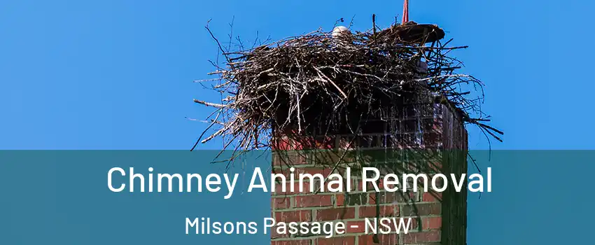 Chimney Animal Removal Milsons Passage - NSW