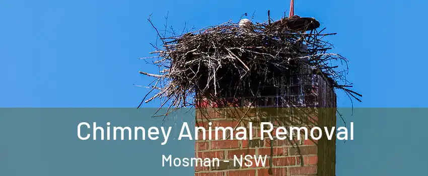 Chimney Animal Removal Mosman - NSW