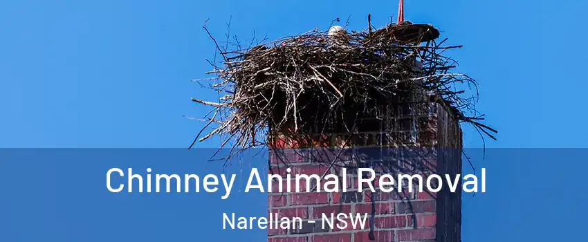 Chimney Animal Removal Narellan - NSW