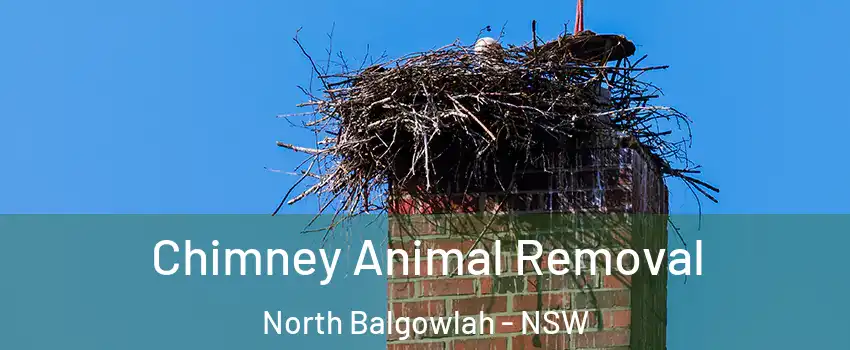 Chimney Animal Removal North Balgowlah - NSW