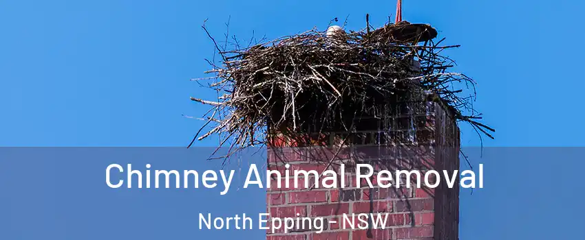 Chimney Animal Removal North Epping - NSW