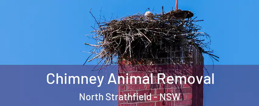 Chimney Animal Removal North Strathfield - NSW