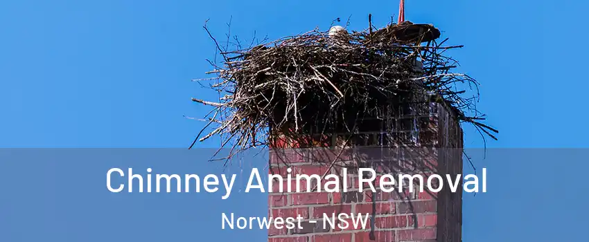 Chimney Animal Removal Norwest - NSW