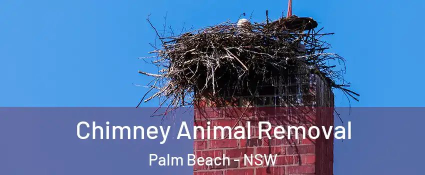 Chimney Animal Removal Palm Beach - NSW