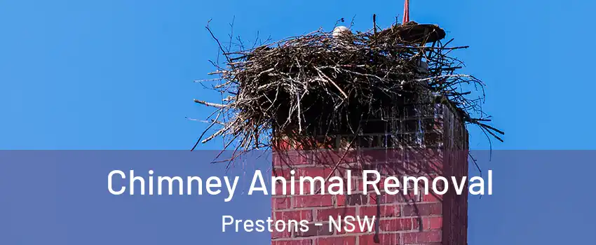 Chimney Animal Removal Prestons - NSW