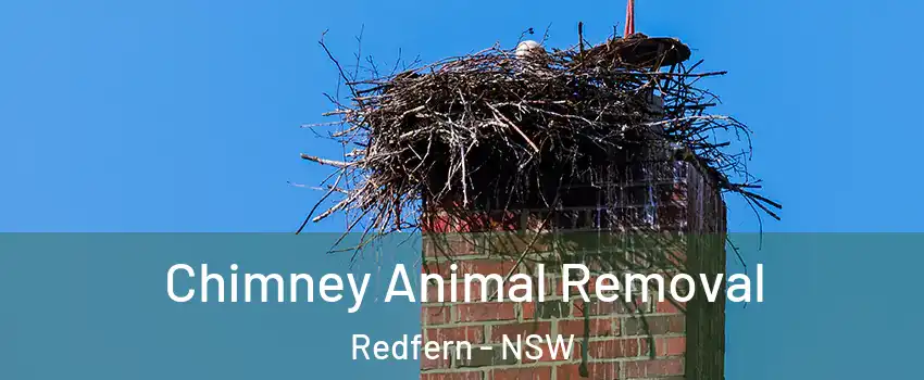 Chimney Animal Removal Redfern - NSW