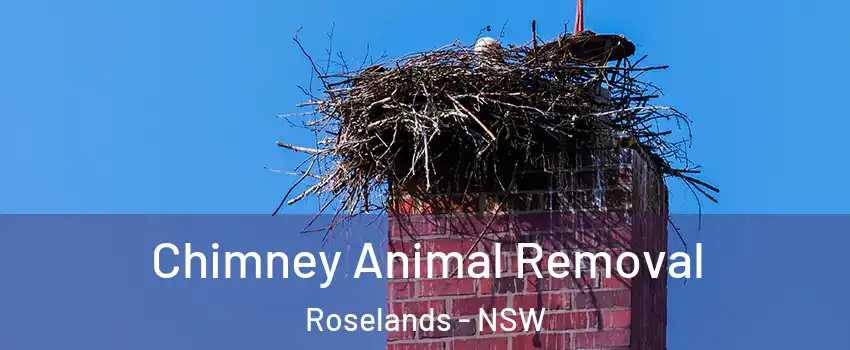 Chimney Animal Removal Roselands - NSW