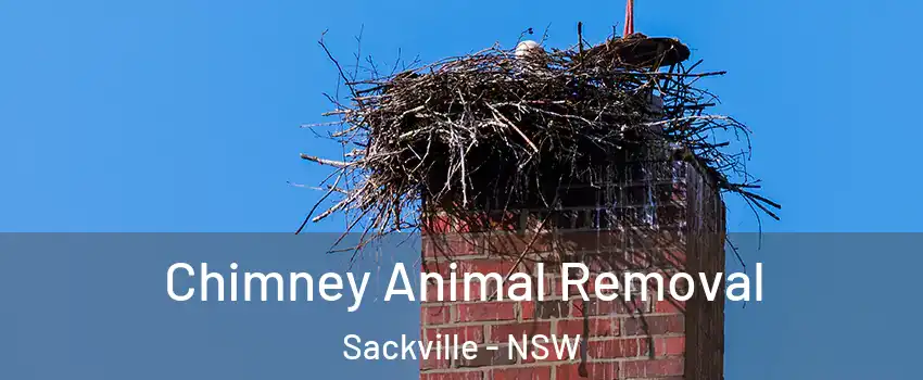 Chimney Animal Removal Sackville - NSW